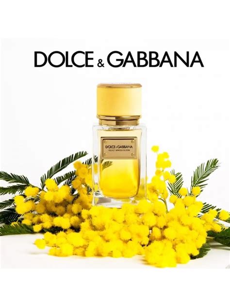 dolce gabbana velvet mimosa bloom